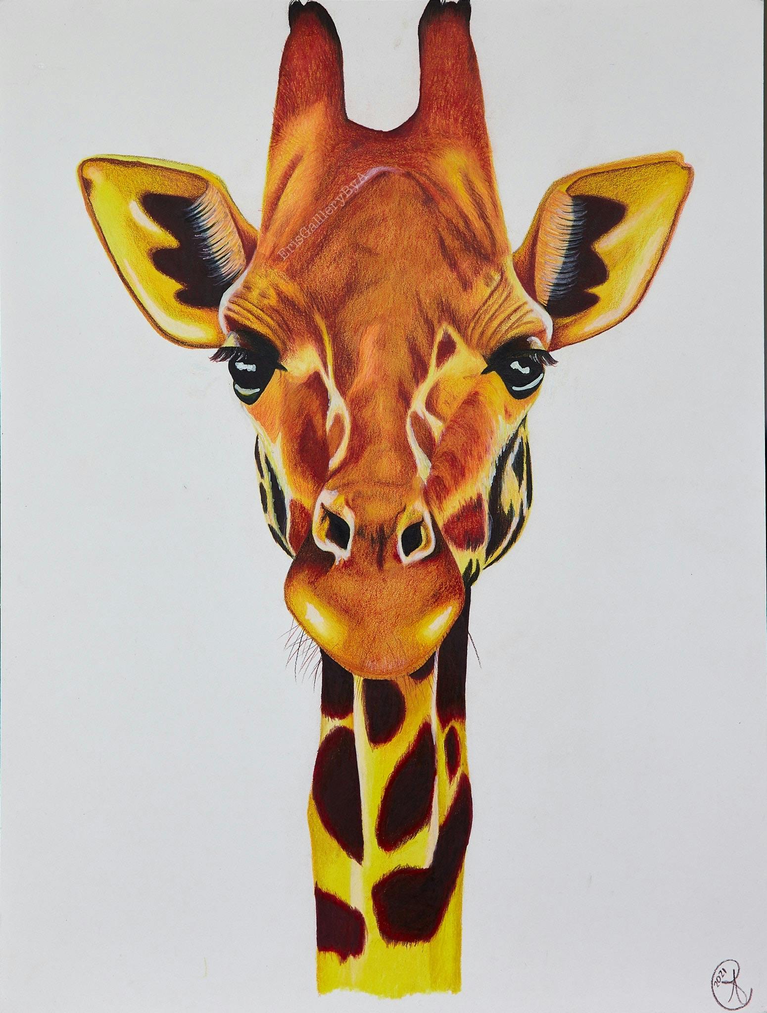 Giraffa Canvas Print 16x20 