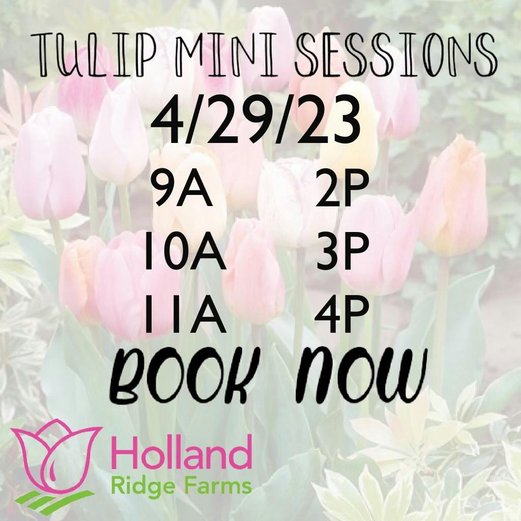 Tulip Mini Session 